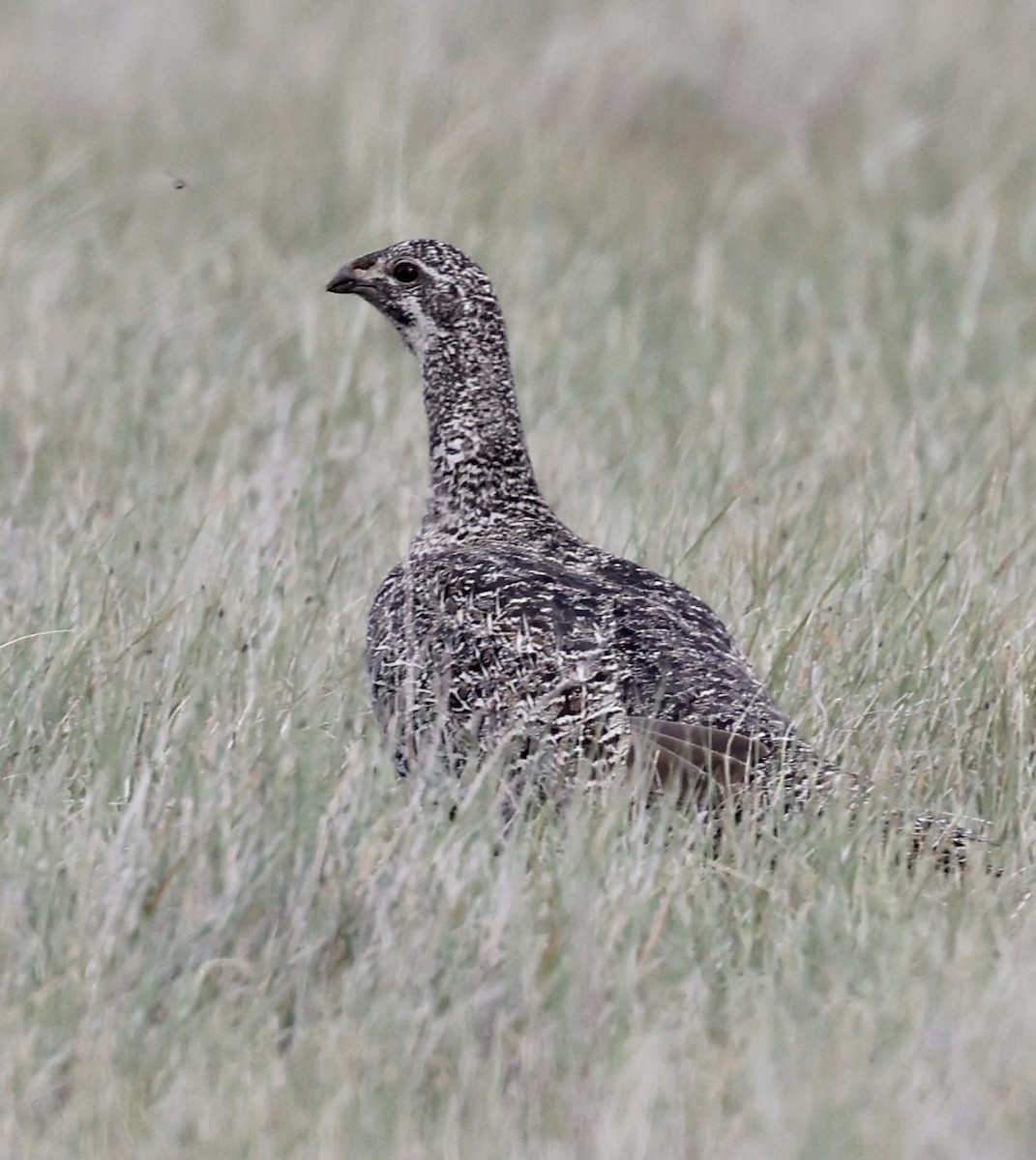 Greater Sage-Grouse - ML457532841
