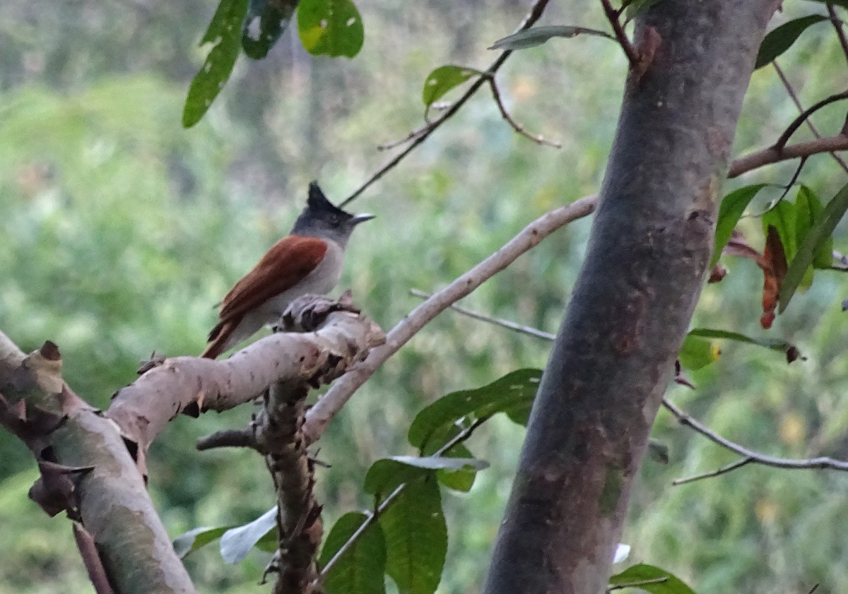 lejskovec rajský - ML45753301