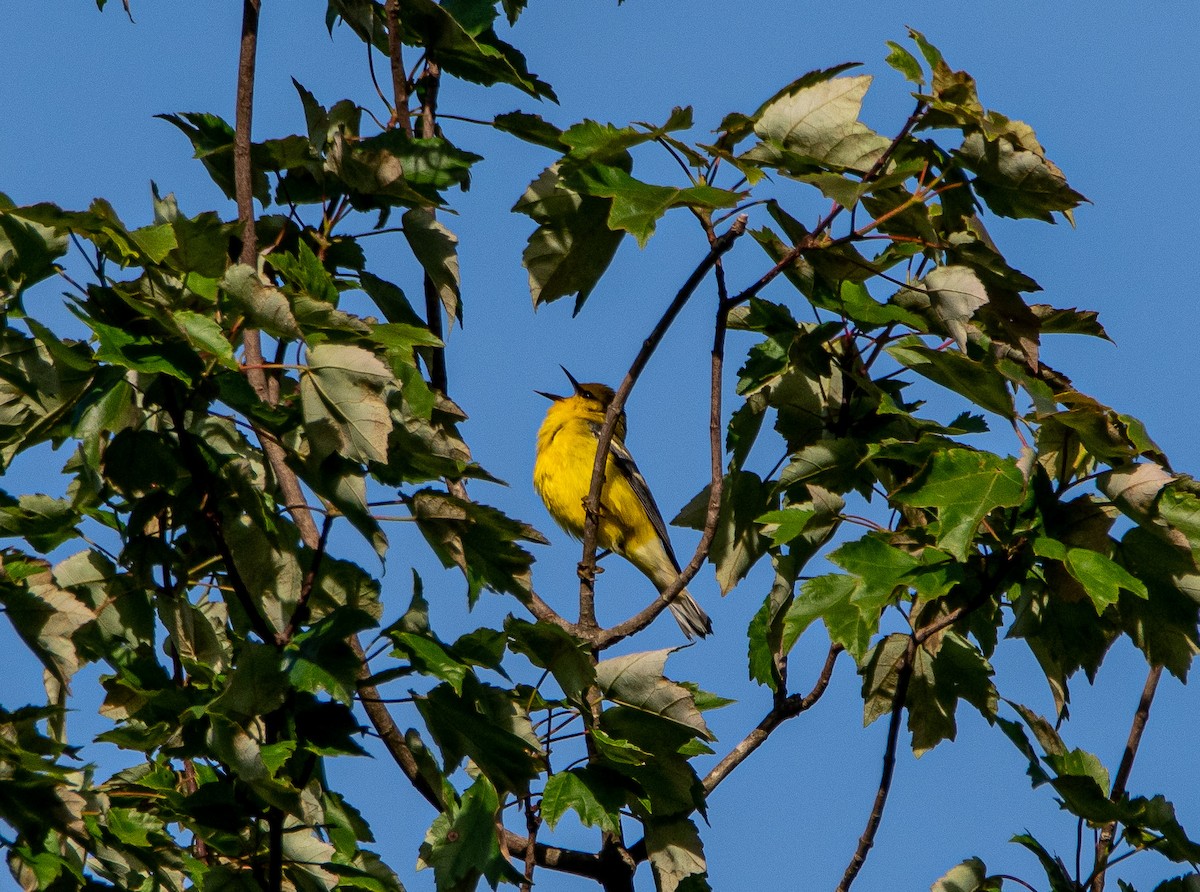 Blue-winged Warbler - ML457533011