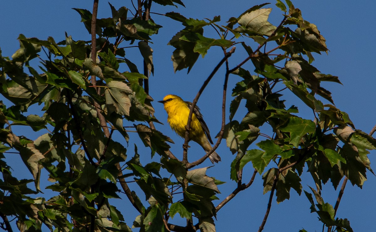 Blue-winged Warbler - ML457533041