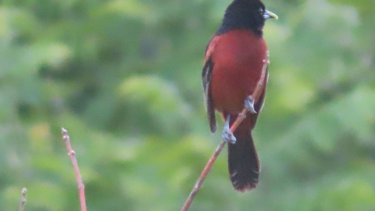 Orchard Oriole - ML457533911