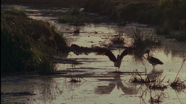 Marabou Stork - ML457534