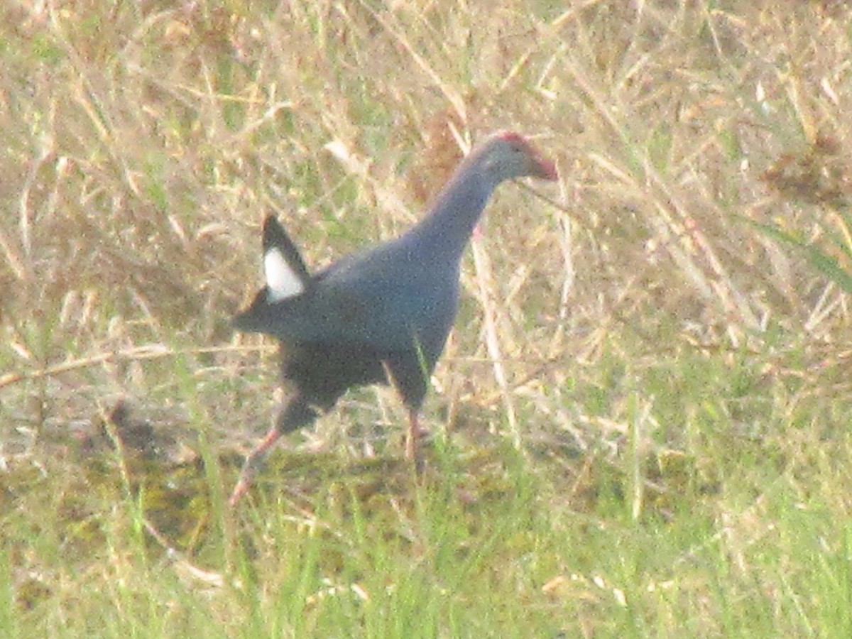 Gray-headed Swamphen - ML45753501