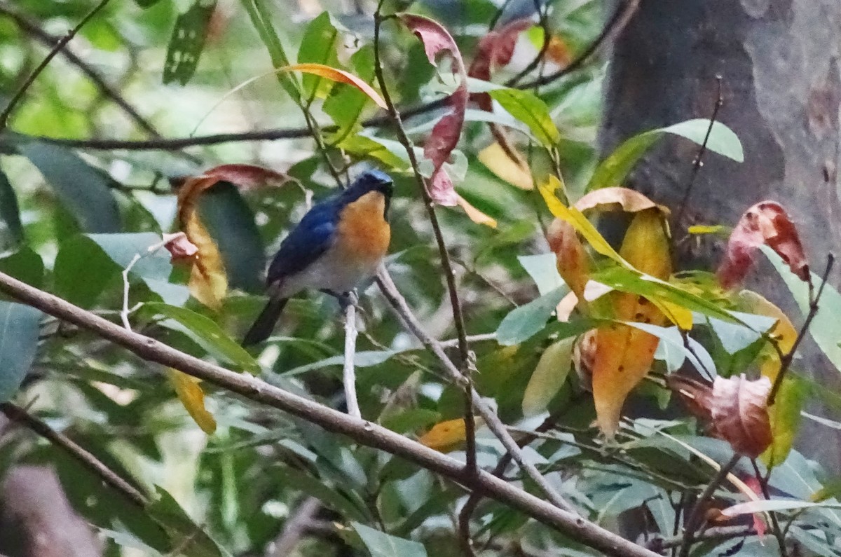 Tickell's Blue Flycatcher - ML45753511