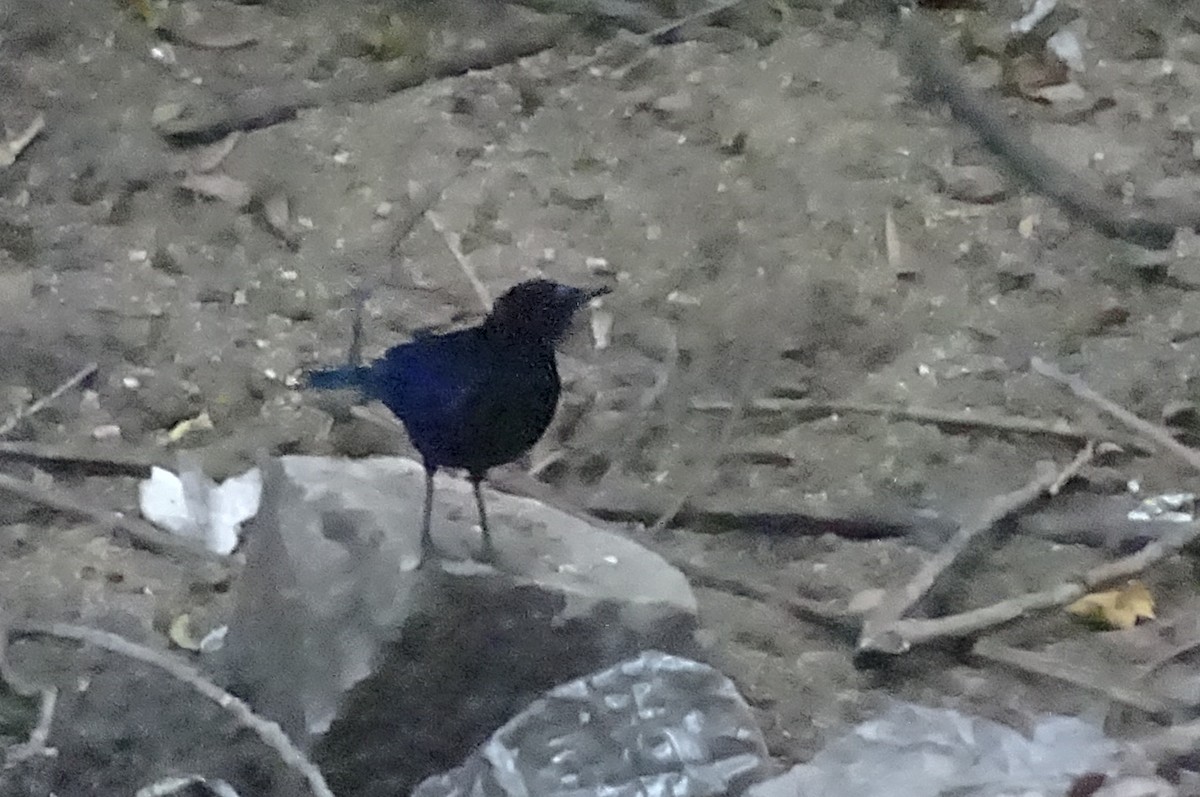 Malabar Whistling-Thrush - ML45753601