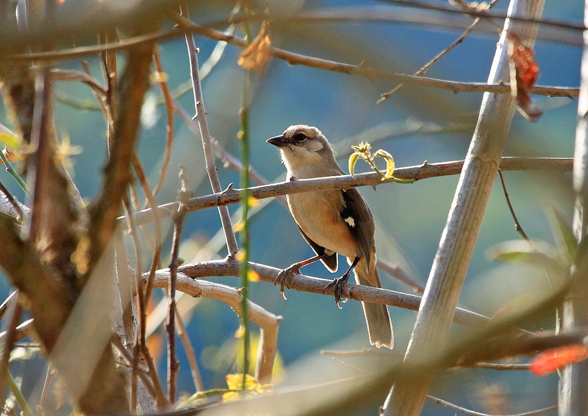 Pale-headed Brushfinch - Nigel Voaden