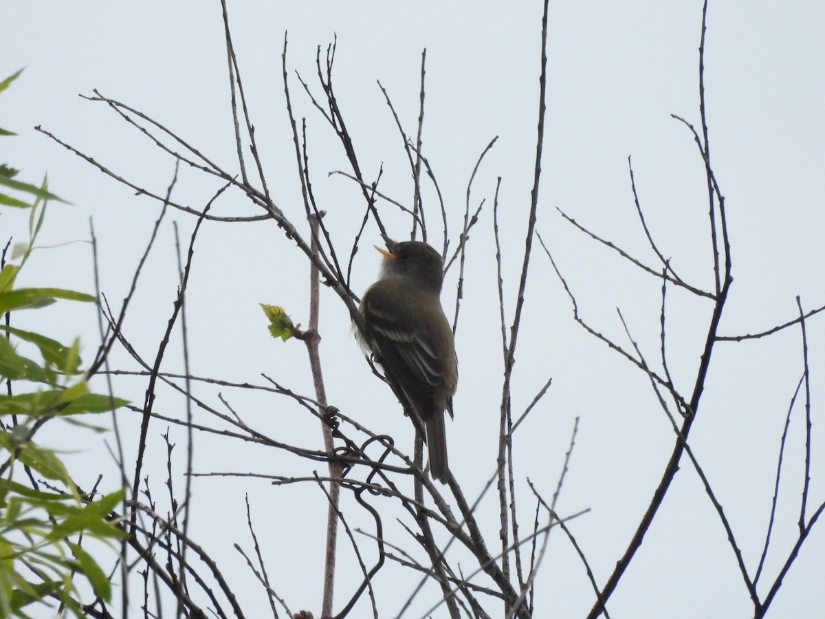 Willow Flycatcher - ML457536411