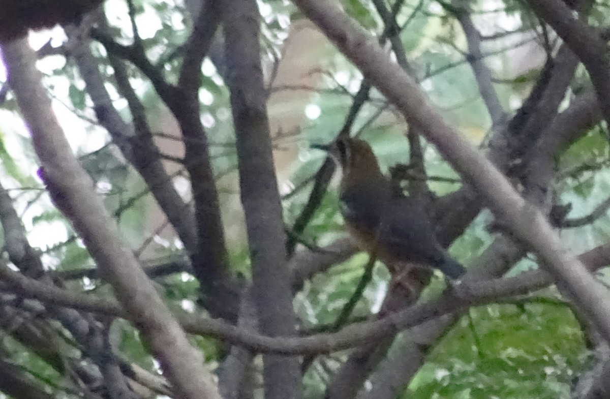 drozd oranžovohlavý - ML45753661