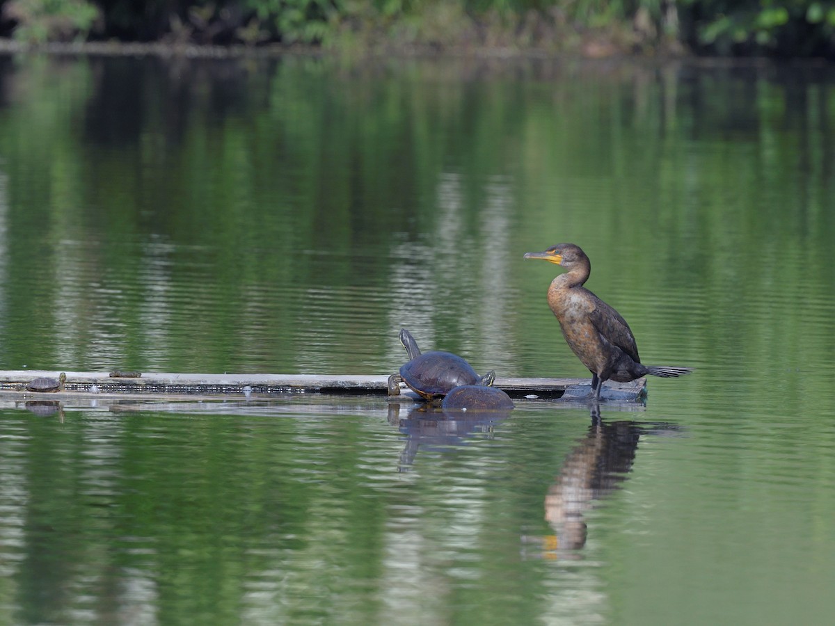 Double-crested Cormorant - ML457537051