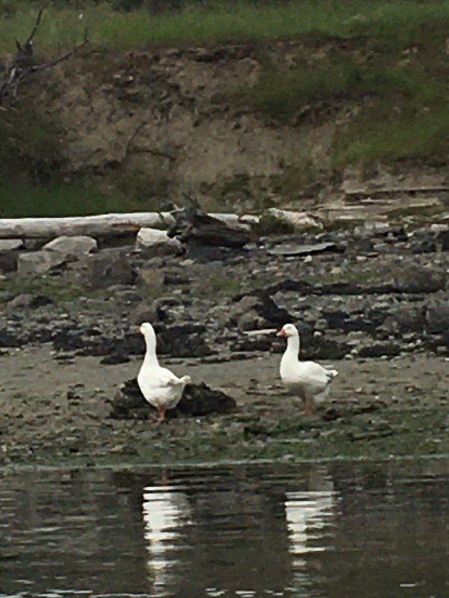 Domestic goose sp. (Domestic type) - ML457537211
