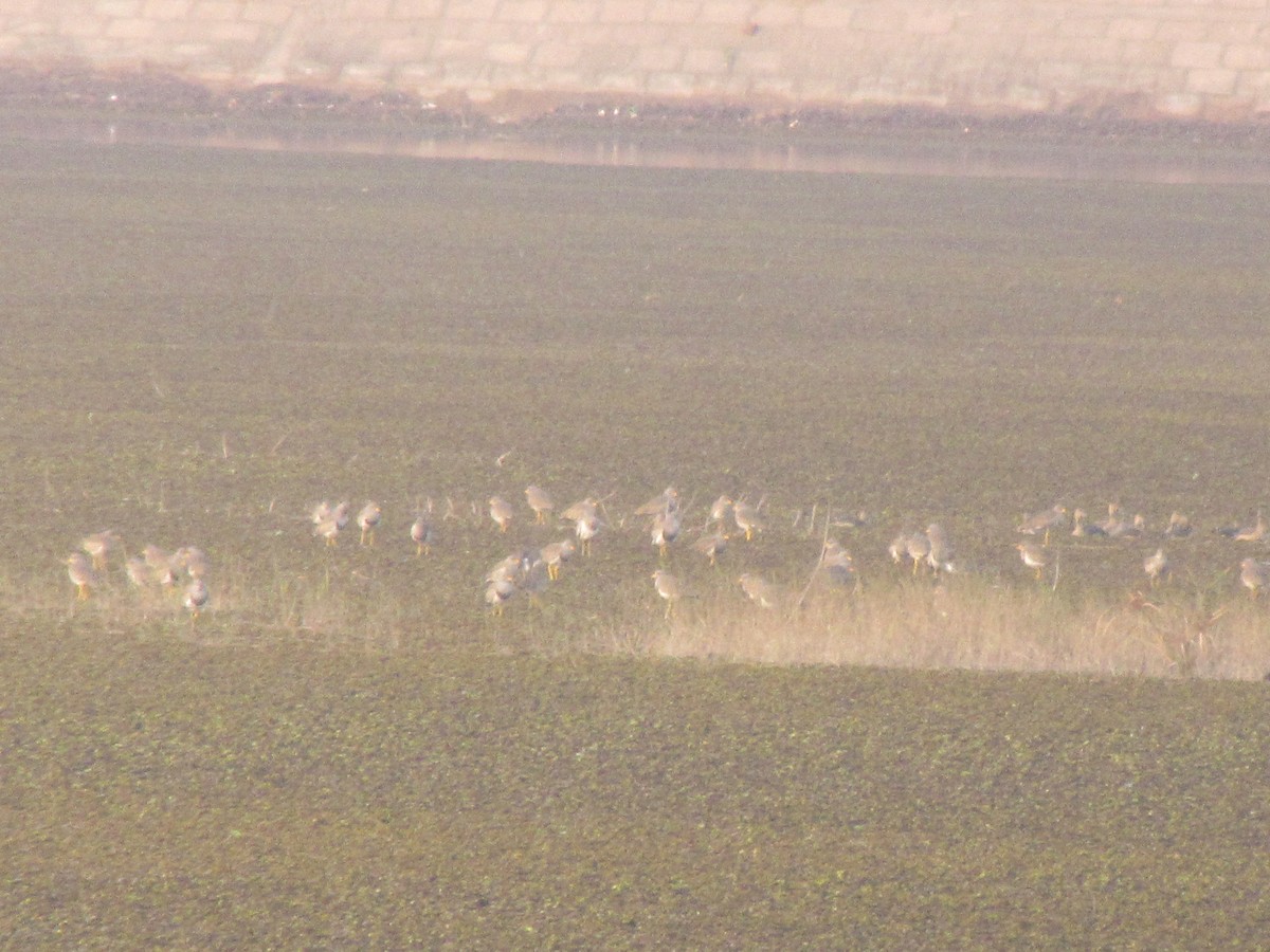 Gray-headed Lapwing - ML45753741