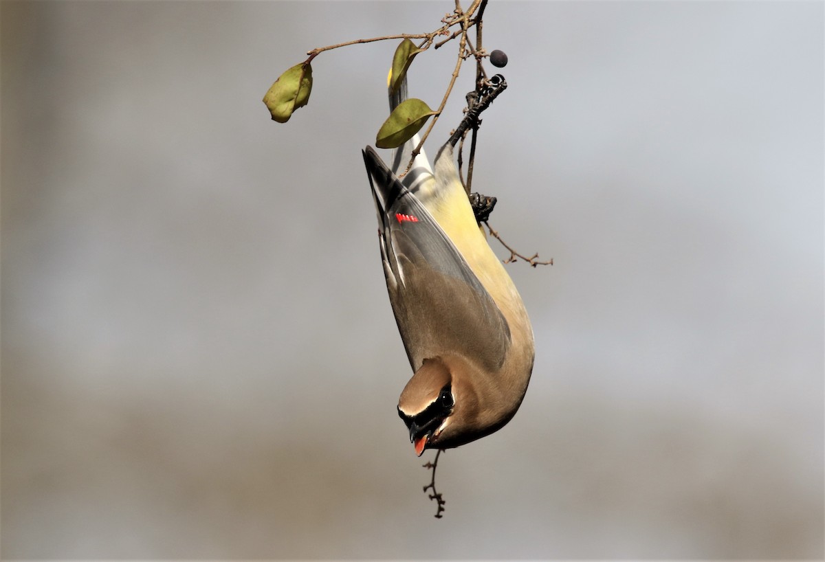 Cedar Waxwing - Jeffrey Schaarschmidt