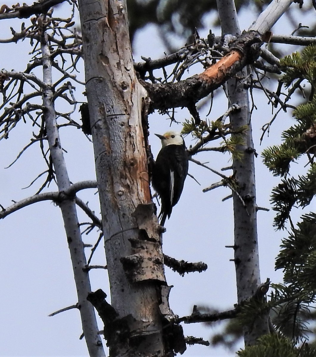 White-headed Woodpecker - ML457538311
