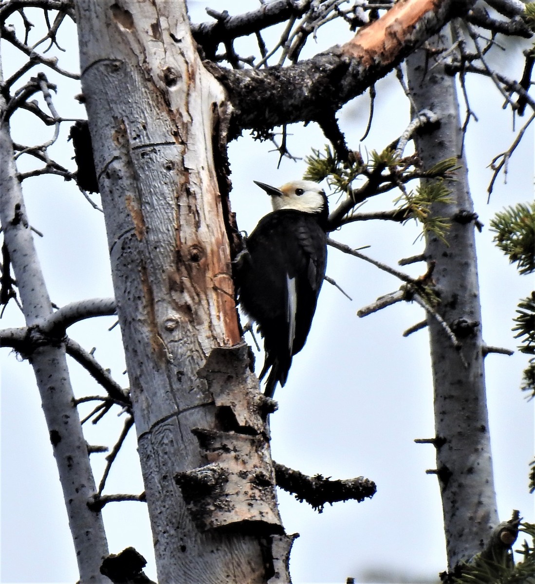 White-headed Woodpecker - ML457538351