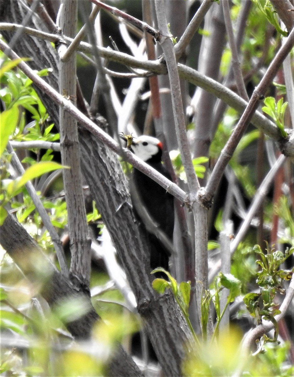 White-headed Woodpecker - ML457538371