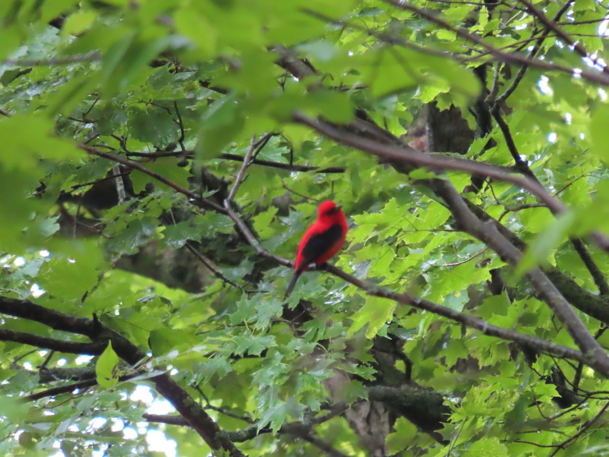 Scarlet Tanager - ML457539041