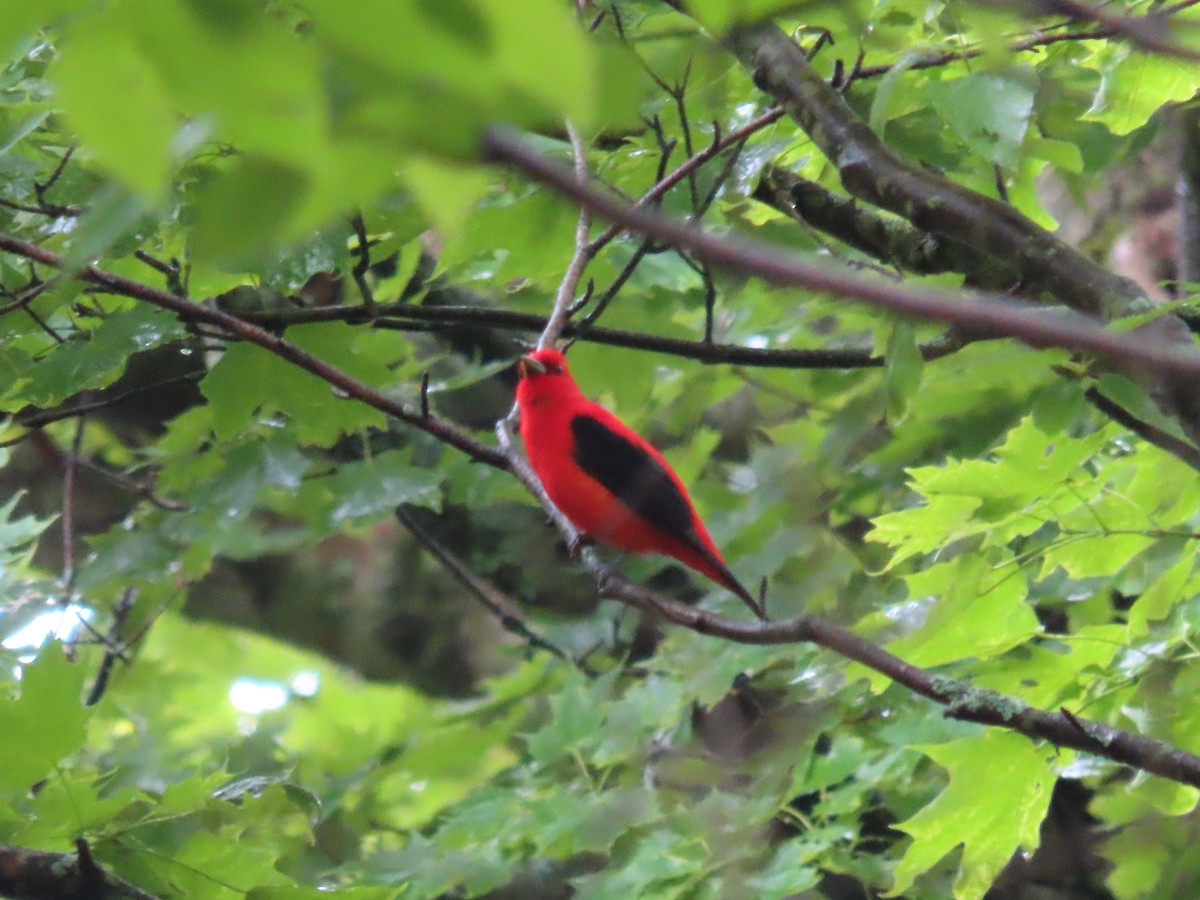 Scarlet Tanager - ML457539161