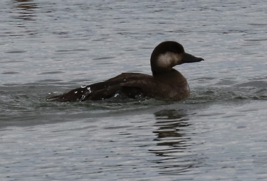 Black Scoter - ML45753981