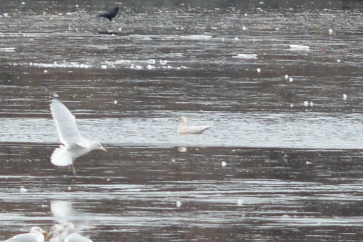 Iceland Gull (kumlieni) - ML45754061