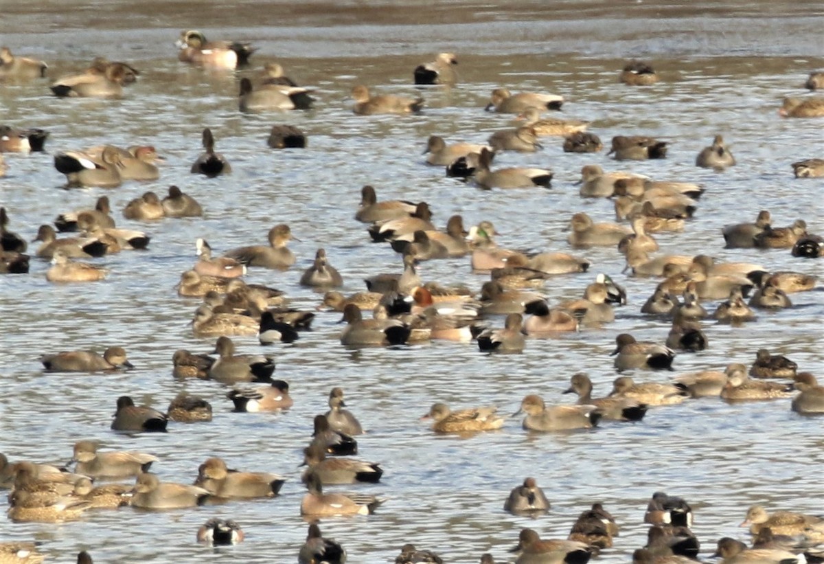 Eurasian Wigeon - Jeffrey Schaarschmidt