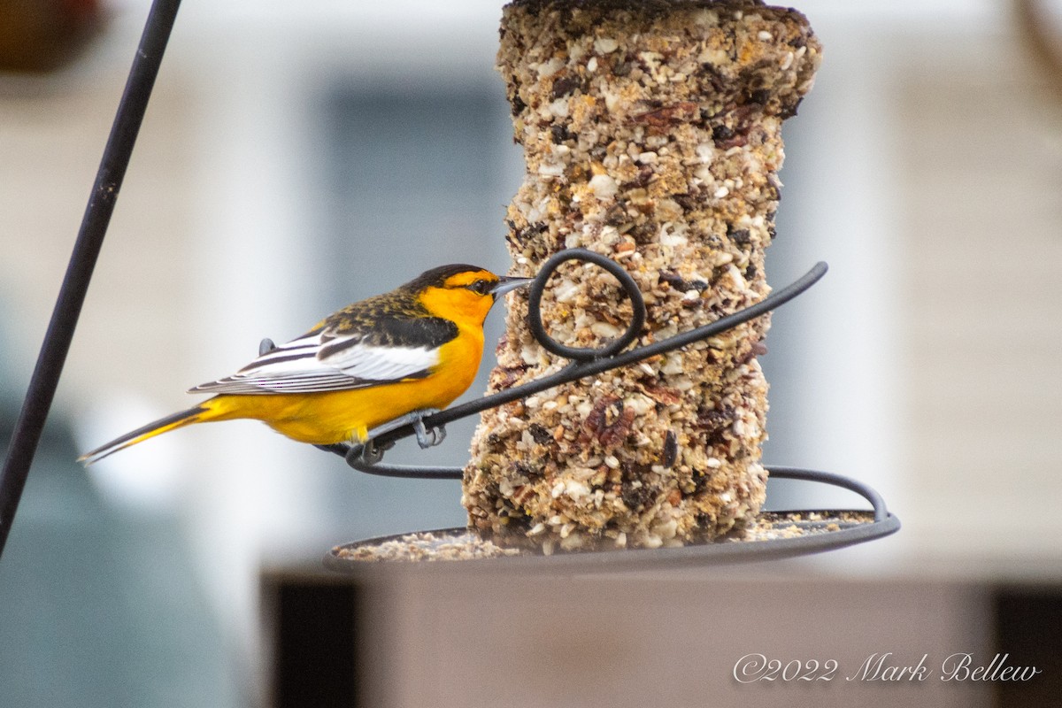 Oriole de Bullock - ML457542241