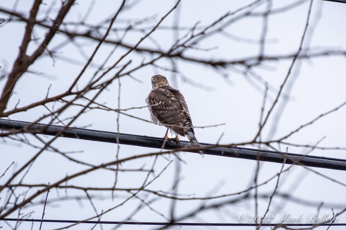 Cooper's Hawk - ML457542361