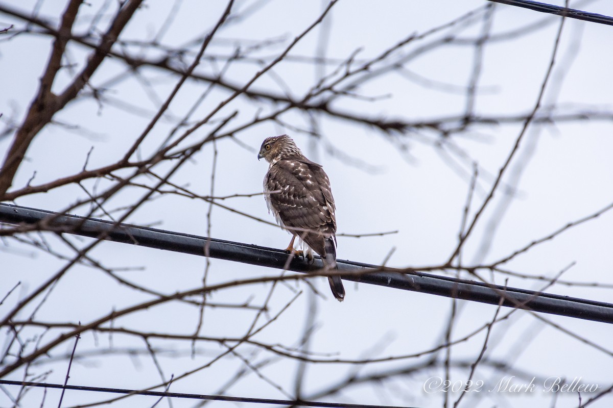 Cooper's Hawk - ML457542371