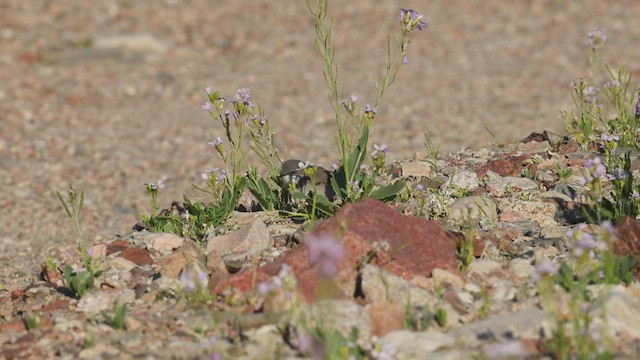 Lesser Whitethroat (Lesser) - ML457543801