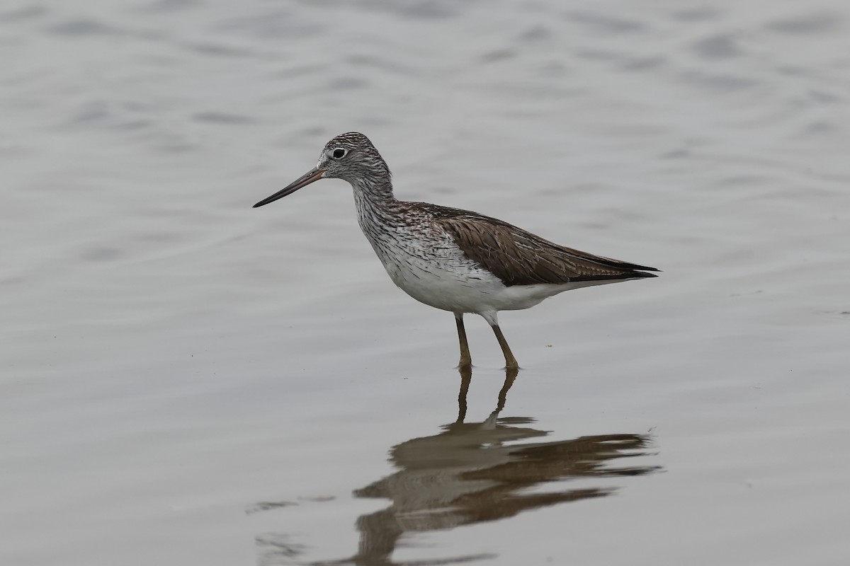 Common Greenshank - ML457543821