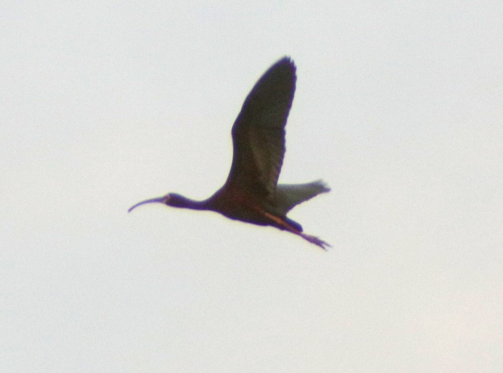 White-faced Ibis - ML457543831