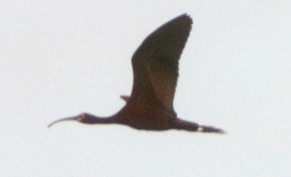 White-faced Ibis - ML457543841