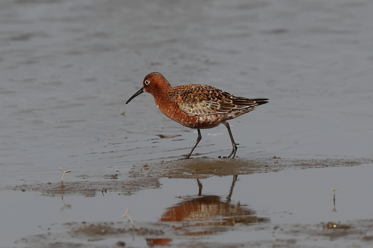 Curlew Sandpiper - Yuxuan Lyu