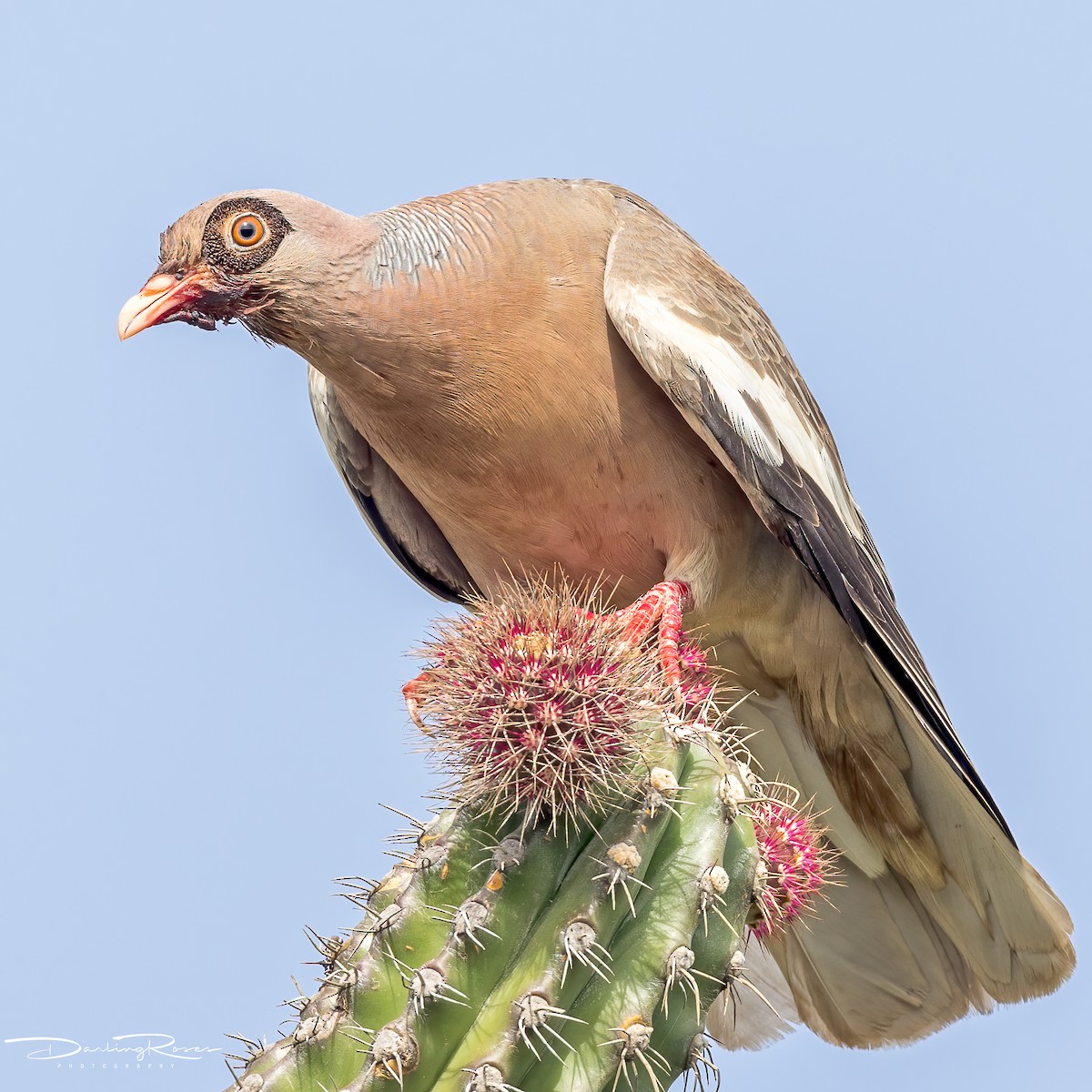 Bare-eyed Pigeon - Carol  Darling