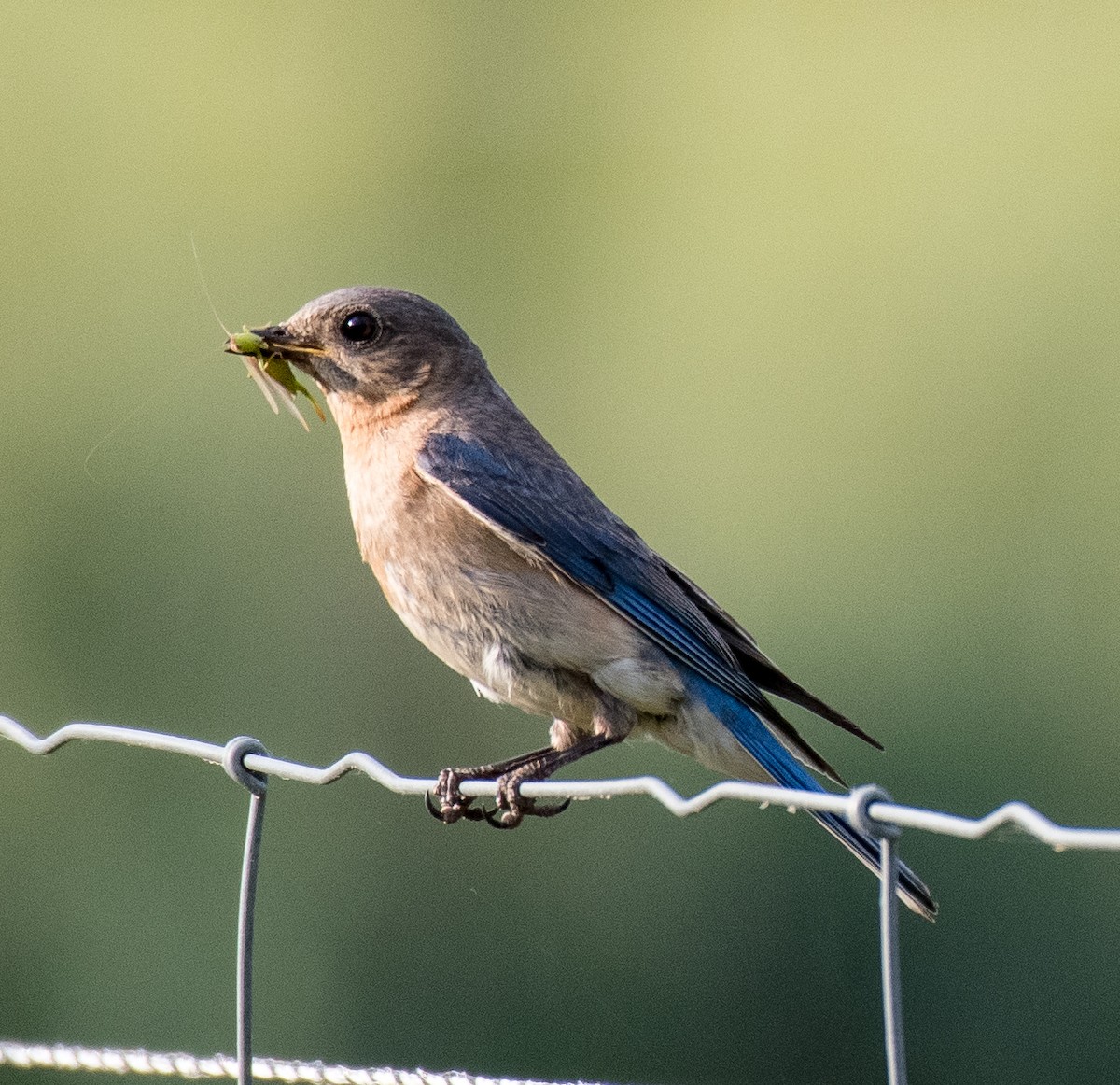 Eastern Bluebird - ML457545851