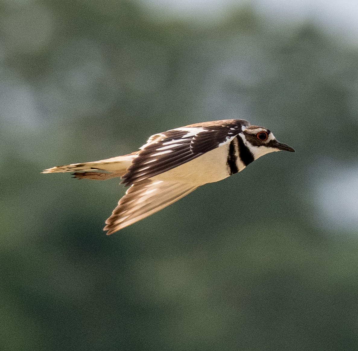 Killdeer - ML457546031