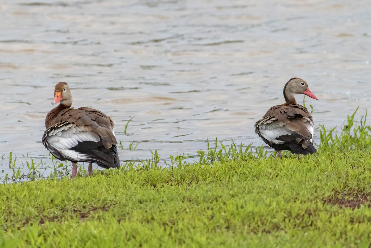 Black-bellied Whistling-Duck - ML457546331