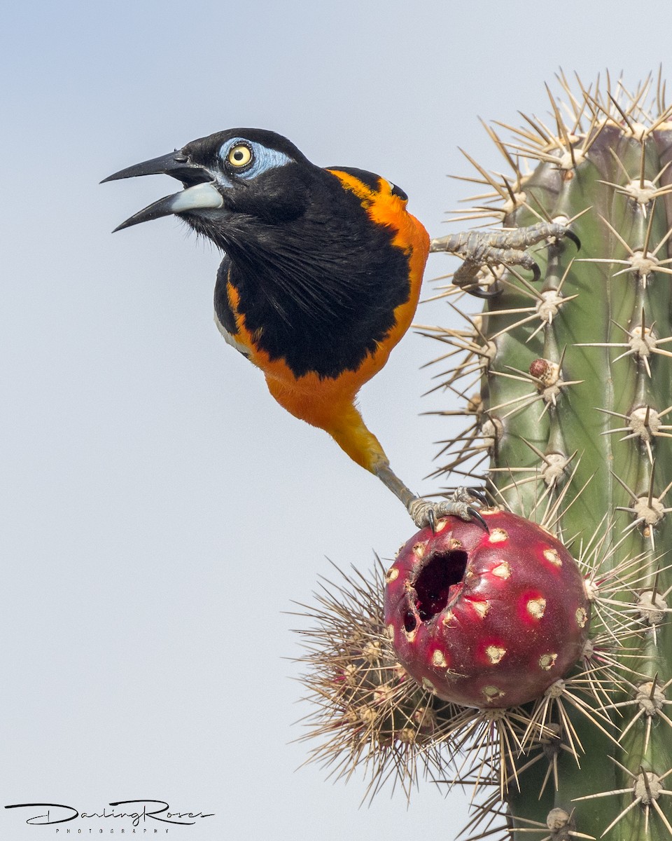 Venezuelan Troupial - ML457546361