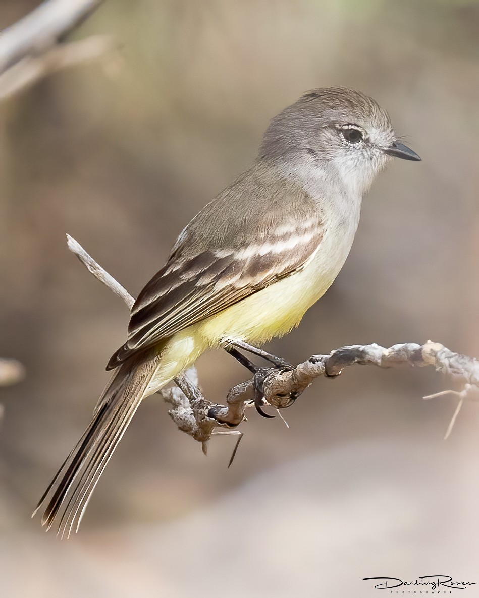 Northern Scrub-Flycatcher - ML457546731