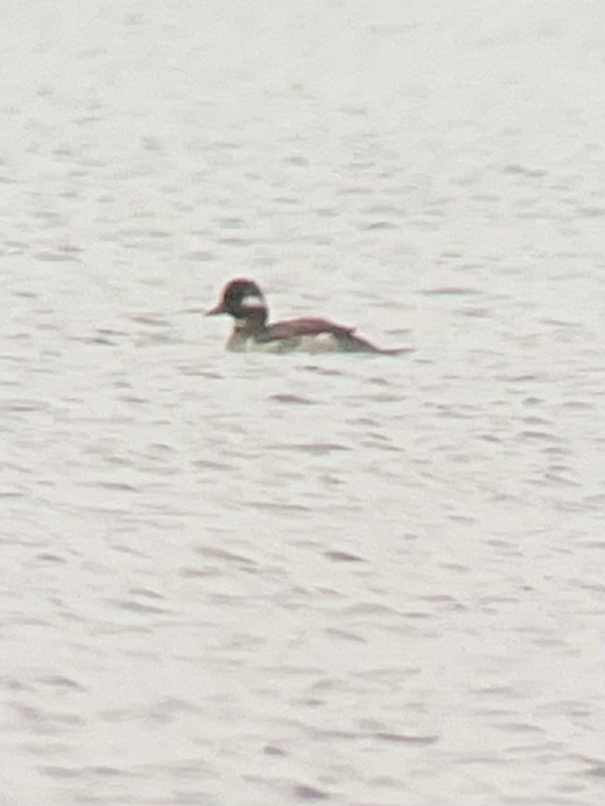 Bufflehead - ML457546801