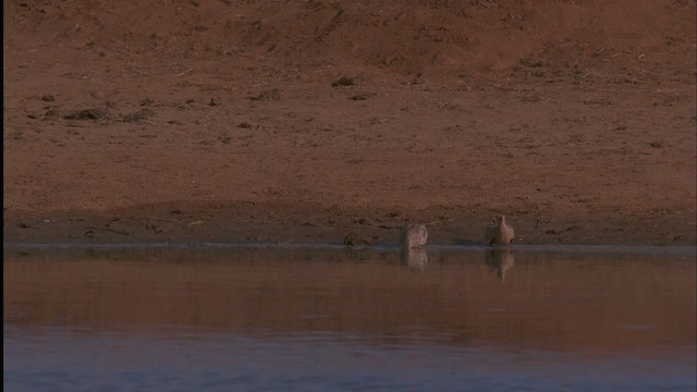 קטה שחומת-גחון - ML457547