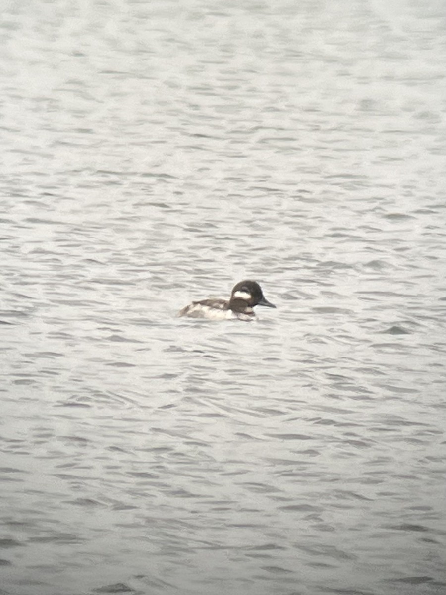 Bufflehead - ML457547181