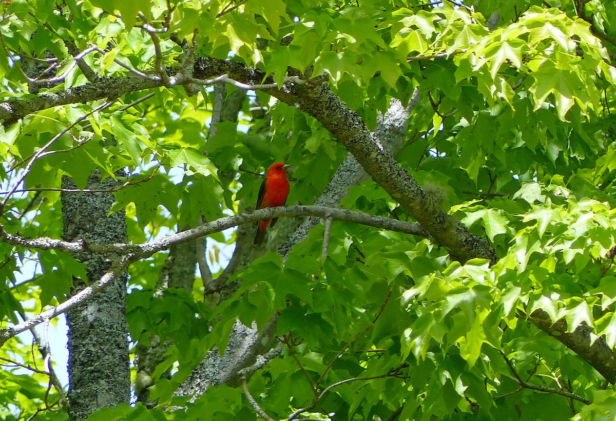 Scarlet Tanager - ML457547471