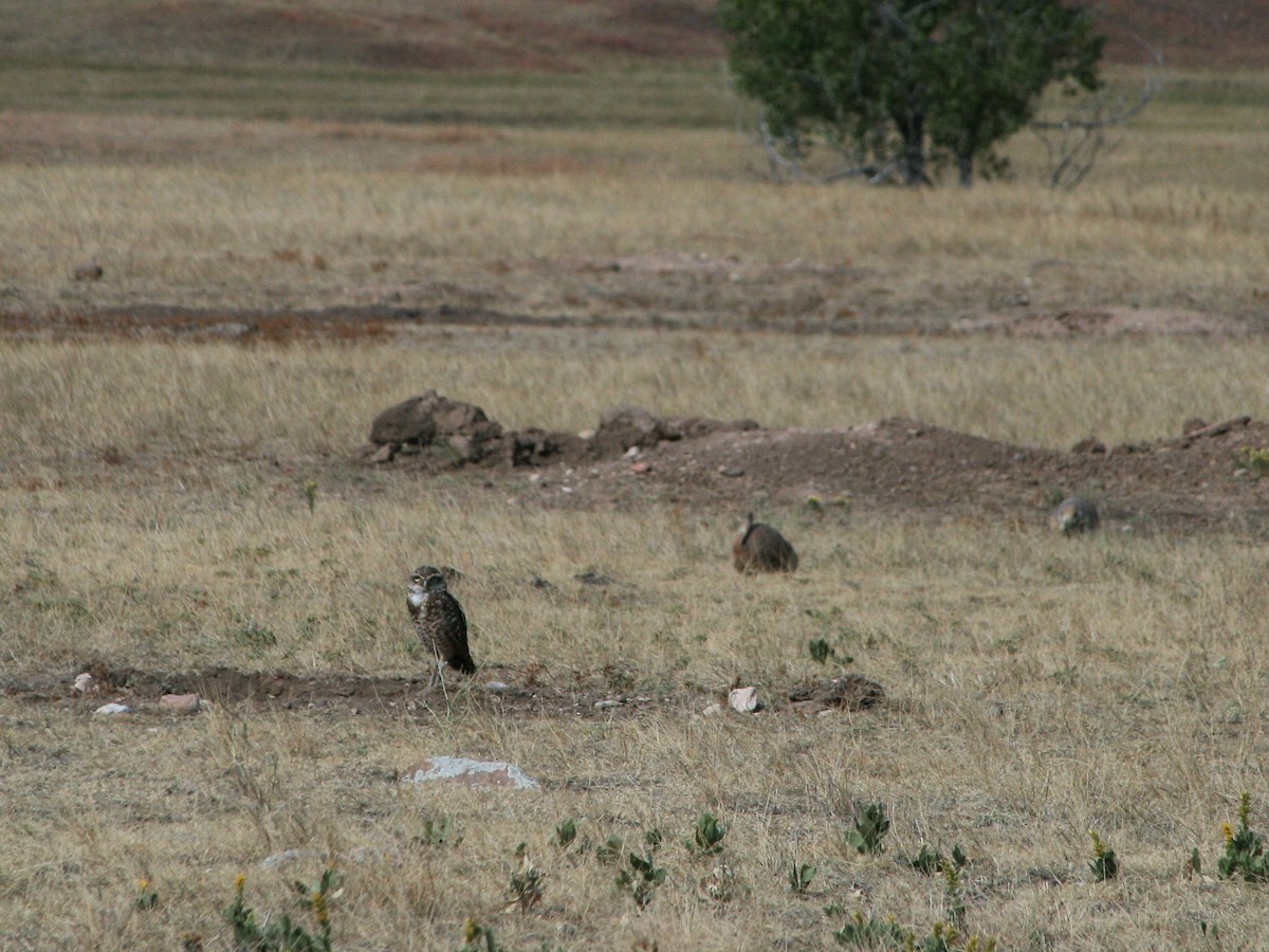 Burrowing Owl - ML457548191