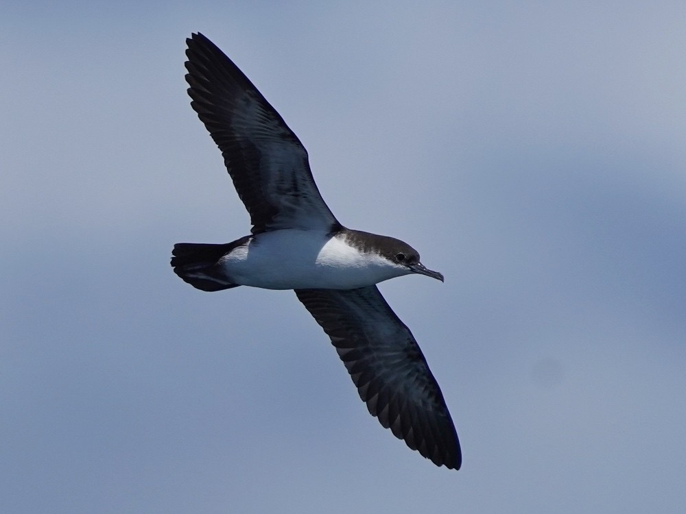 Puffin des Galapagos - ML457548611