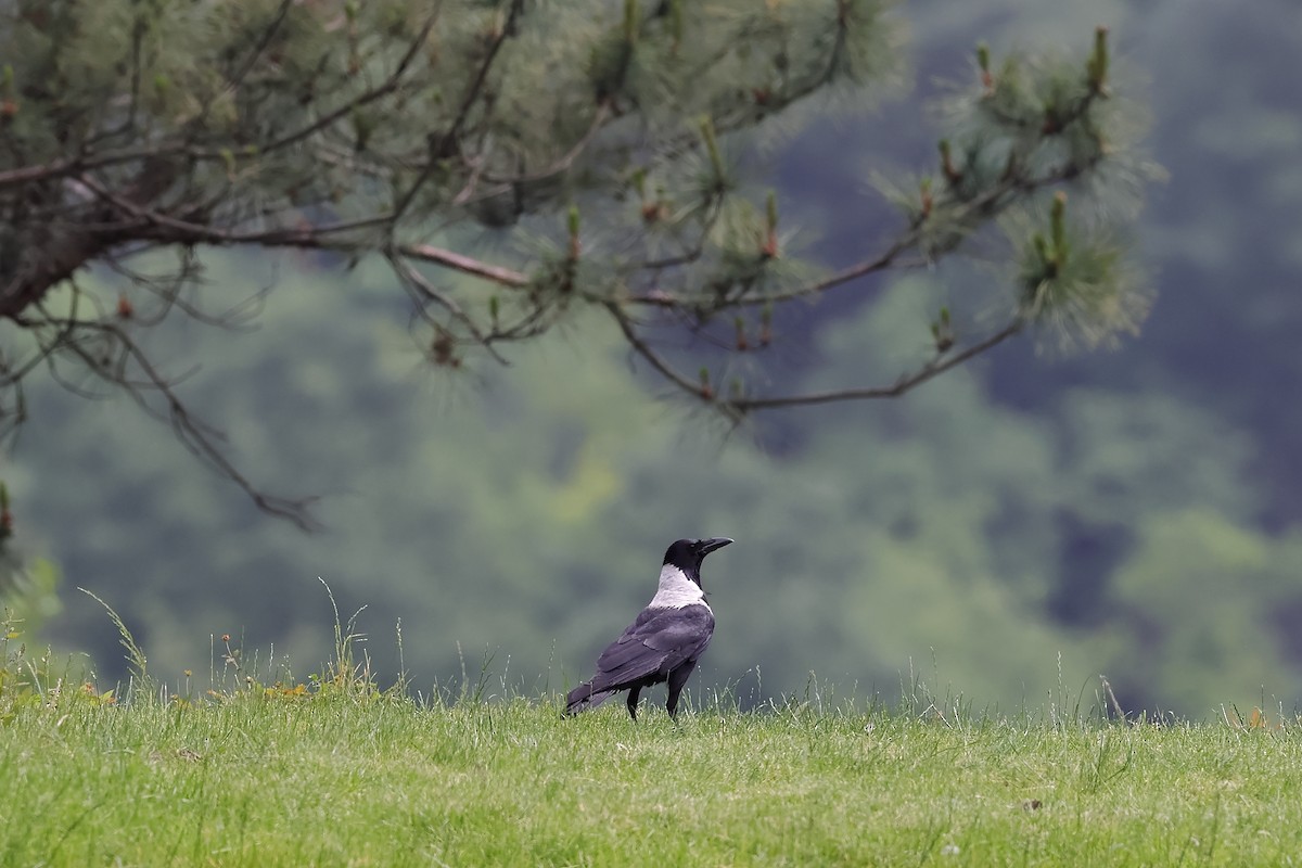 Collared Crow - ML457551881