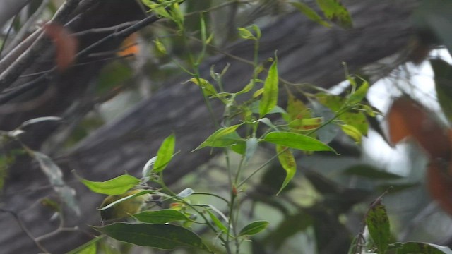 Oahu-Amakihikleidervogel - ML457552231