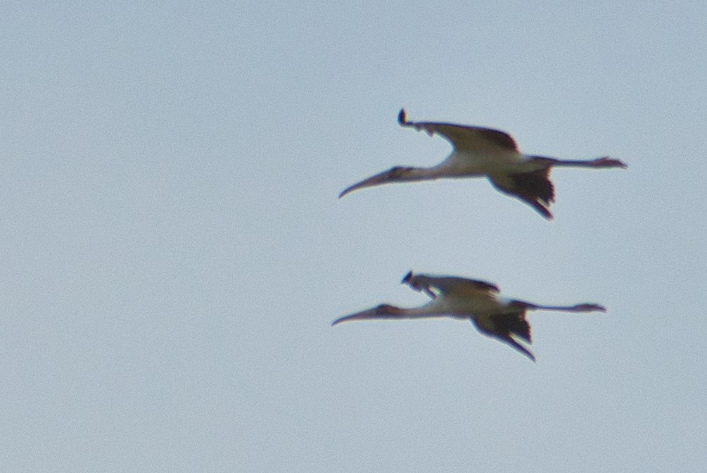 Wood Stork - ML457552381