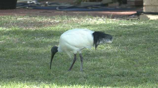 Australian Ibis - ML457552681