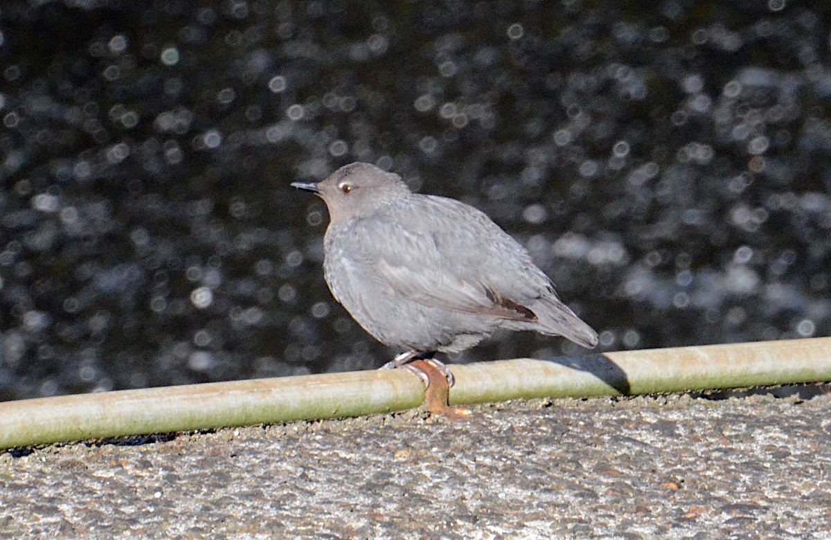 American Dipper - J. Micheal Patterson