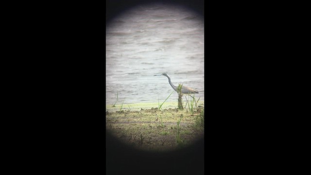 Tricolored Heron - ML457555481